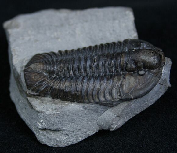 Inch Calymene Niagarensis Trilobite #2137